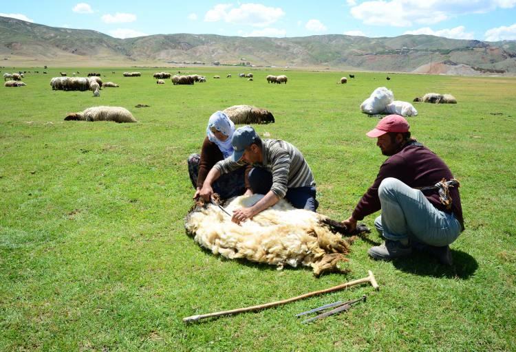 <p>Uzun geçen kış mevsiminin ardından hayvanlarını yaylalarda otlatarak yemden tasarruf eden besiciler, şimdi de koyunların rahatlaması, et ve süt veriminin artması için yünlerini kırkmanın telaşını yaşıyor. </p>
