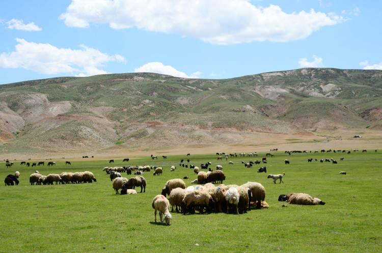 <p>Bitlis merkez ve ilçelerinde, havanın ısınmasıyla yaylalara çıkan besiciler, hayvanlarının yünlerini kırkıp yazlık bakımlarını yapmaya başladı.</p>