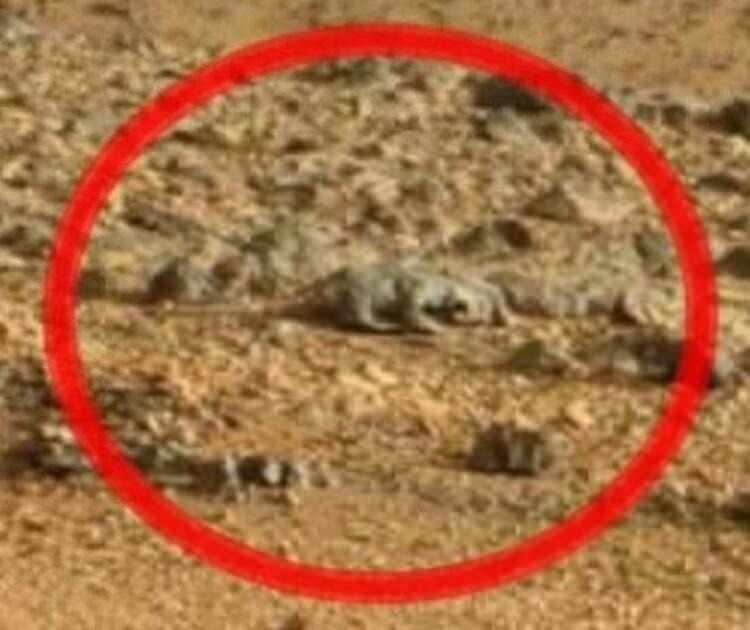 <p>Görünen objenin bir timsahtan farkı yok.</p>
<p> </p>