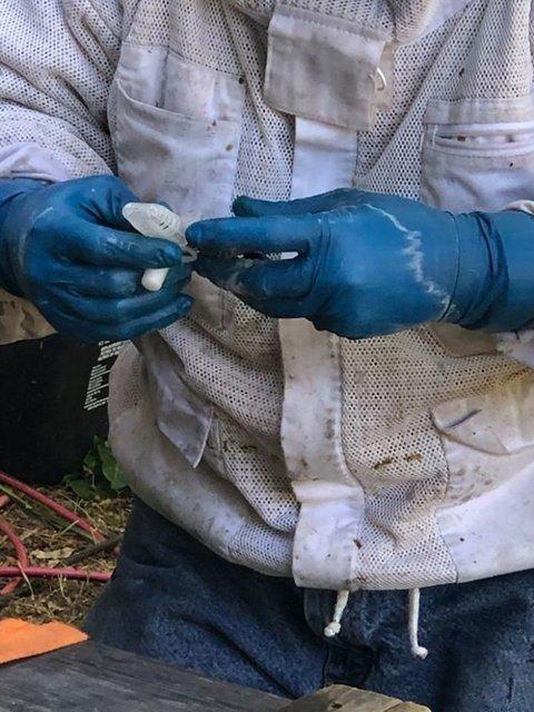 <p>Saatlerce süren çalışmanın ardından iki koloni ve iki kraliçe arı duvardan çıkarıldı... İşte işlemden kareler... </p>
<p> </p>
