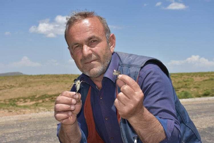 <p>Üçevler Köy yolunda seyir halindeki araçlarıyla yolun yüzeyini kaplayan çekirgelerle karşılaşan vatandaşlar, manzara karşısında şaşkınlıklarını gizleyemeyerek, yol boyu sürü halinde binlerce çekirgenin mevcut olduğunu belirtti.</p>
<ul>
</ul>