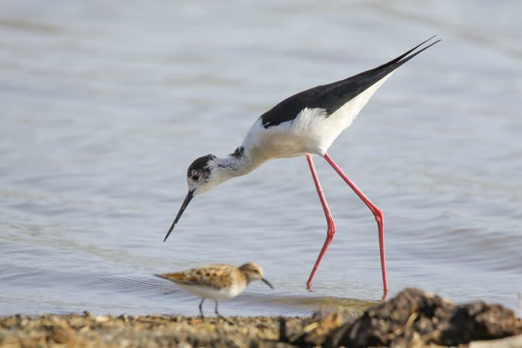 <p>Uzunbacak (himantopus himantopus)</p>