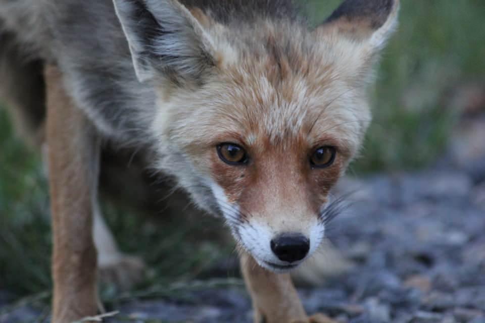 <p>Kaplan k&ouml;y&uuml; Derek&ouml;y mezrasında yaşayan 64 yaşındaki Tacettin Ayg&uuml;n ve ailesi, her g&uuml;n evlerine gelen tilkiyi besliyor.</p>

<p>&nbsp;</p>
