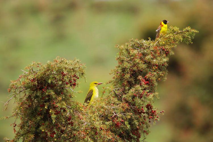 <p>Sarıasma kuşu (oriolus oriolus)</p>
