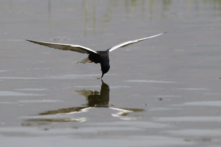 <p>Sumru (sterna hirundo)</p>

