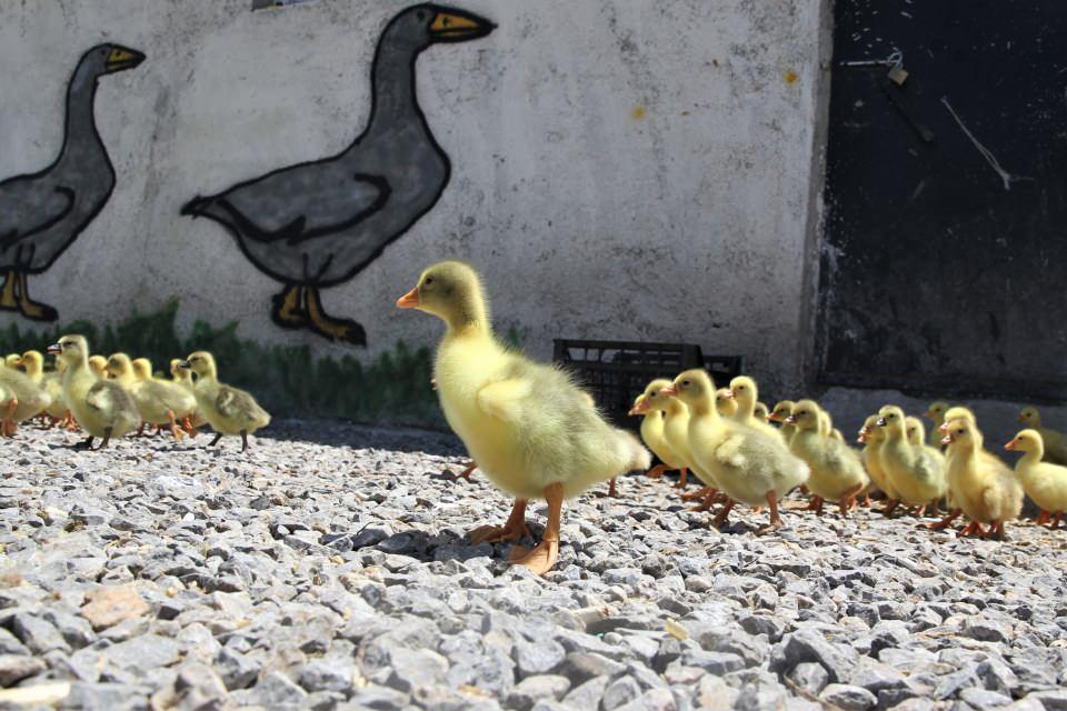 <p>Yoğunluktan dolayı gelen siparişleri geri çevirmek zorunda kalıyoruz." diye konuştu. </p>