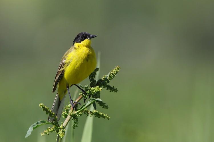 <p>Maskeli kuyruk sallayan (Motacilla flava feldeg)</p>