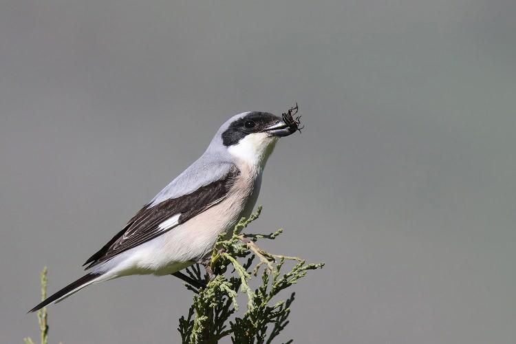 <p> Kara alınlı çekirgekuşu (Lanius minor) </p>