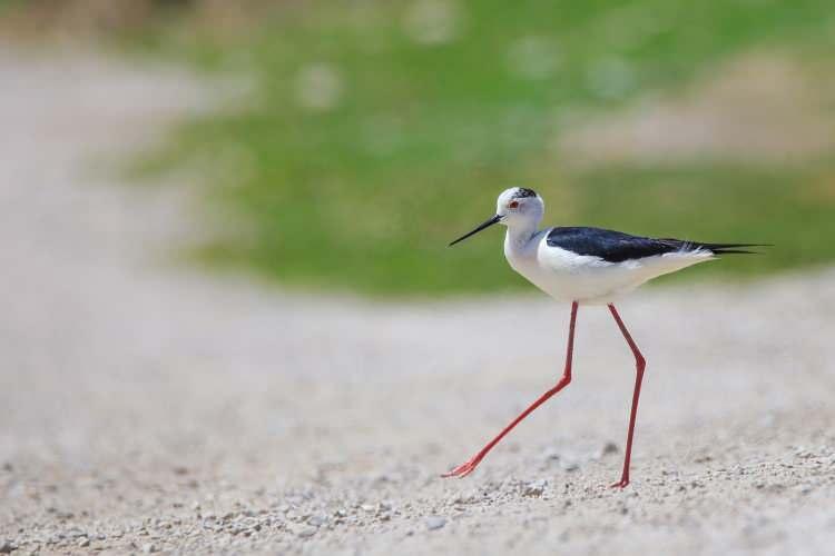 <p>Havzada yaşam alanı bulan uzunbacak (himantopus himantopus) dikkat çekiyor.</p>