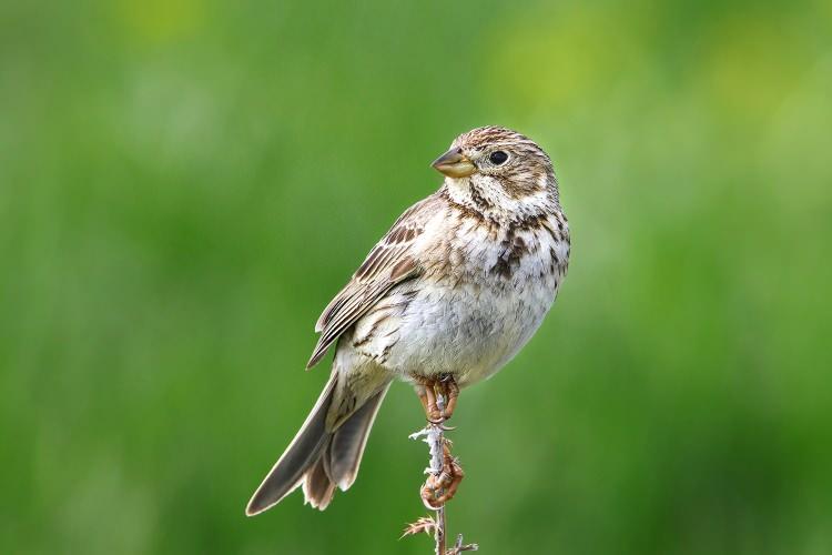 <p>Tarla kirazkuşu da (Emberiza calandra) </p>
