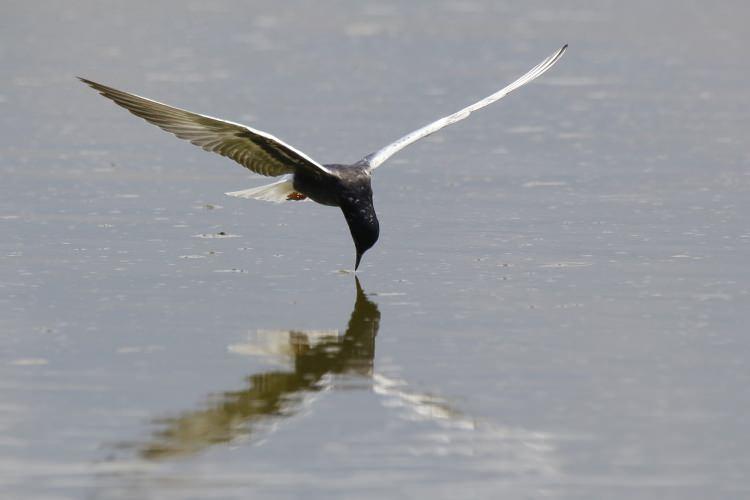 <p>Sumru (sterna hirundo)</p>
