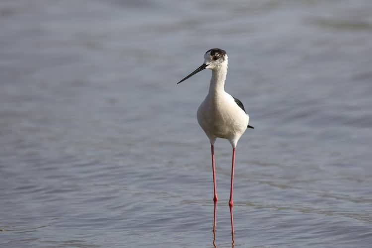 <p>Uzunbacak (himantopus himantopus)</p>