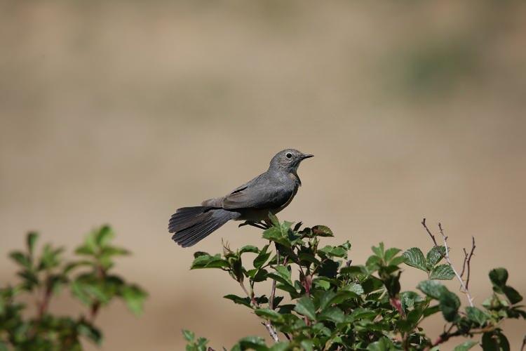 <p>Taş bülbülü<br />
(İrania gutturalis)</p>
