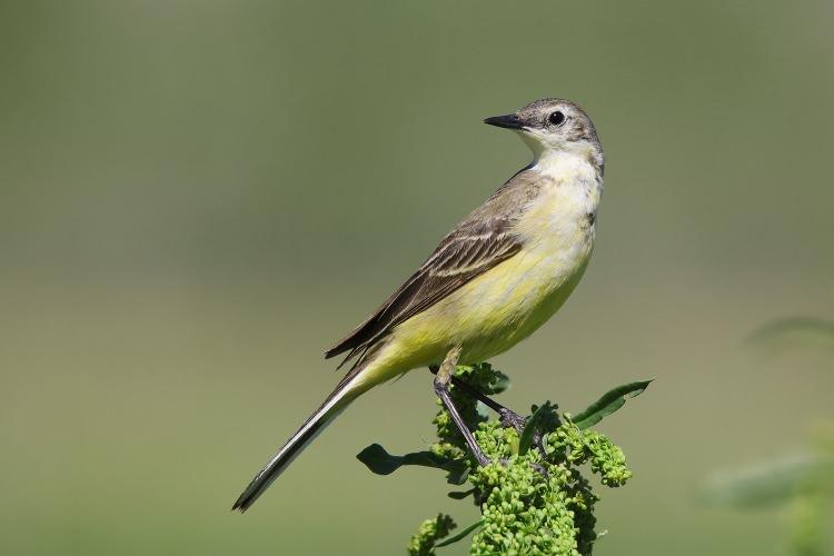 <p>Maskeli kuyruk sallayan (Motacilla flava feldeg)</p>