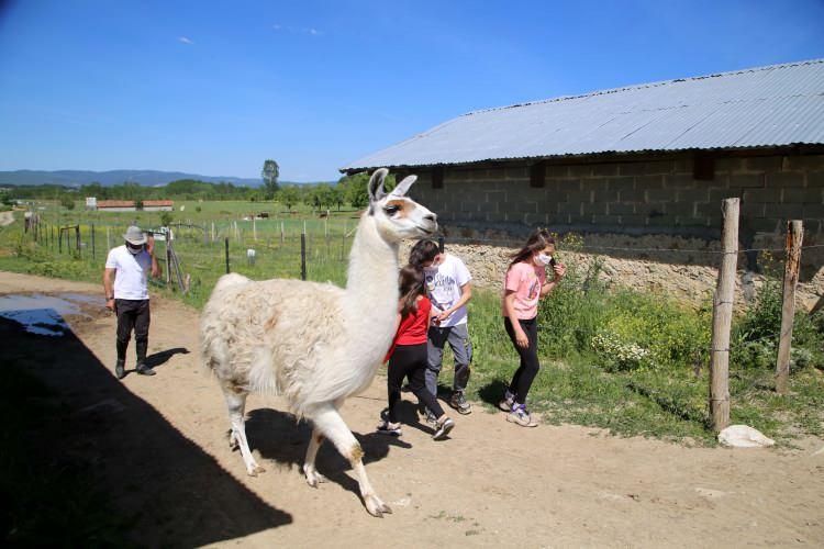 <p>Kastamonu'daki bir at çiftliğinde yaşayan "Pamuk" isimli lama, ziyaretçiler ve köy sakinlerinin ilgi odağı oldu. </p>