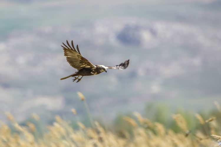 <p>Saz delicesi, (western Marsh Harrier) sazlık alanlarda en sık görülen yırtıcı kuşlar arasında yer alıyor.</p>
