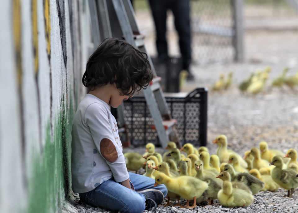 <p>Damızlık kazların satışını yapmadıklarını dile getiren Kasap, "Şu an 2 bine yakın civciv siparişimiz var. </p>
<p> </p>
