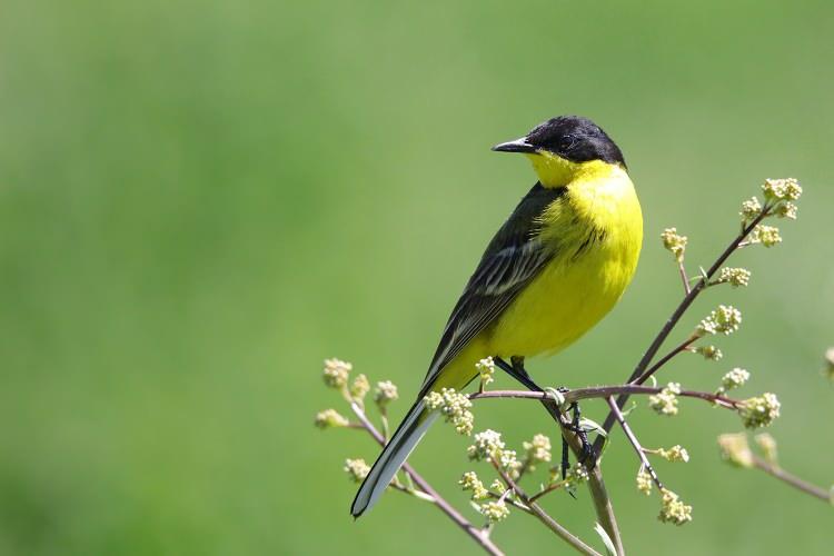 <p>Maskeli kuyruk sallayan (Motacilla flava feldeg) havza da görülüyor.</p>