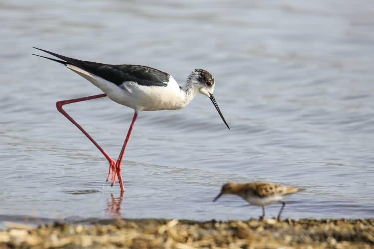 <p>Uzunbacak (himantopus himantopus)</p>
