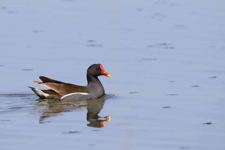 <p>Sutavuğu, (gallinula chloropus) havzada en sık görülebilen kuşlar arasında yer alıyor.</p>
