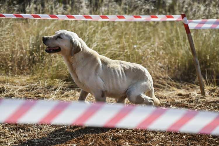 <p><strong> Dedektör köpekler ikinci önlem</strong></p>

<p>Ardından güvenli bir bölgede oluşturulan çukurlarda patlatılan mayınların toprak altında kalma ihtimaline karşı da bölgeye dedektör köpekler sevk ediliyor.</p>
