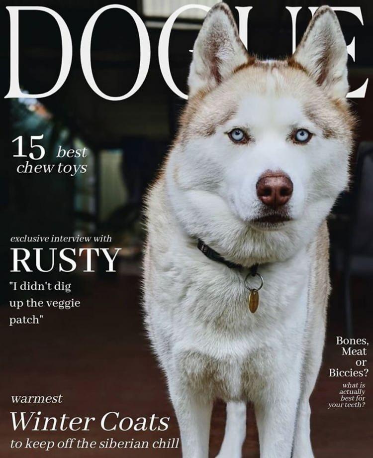 <p><strong>Koronavirüs sürecinin sosyal hayata olan olumsuz etkisi, insanları farklı sosyal etkinliklere itti. Köpekleri oldukça seven Polonyalı bir çift, dünyaca ünlü moda dergisi Vogue'den yola çıkarak Dogue adından sanal bir dergi ürettiler. </strong></p>
