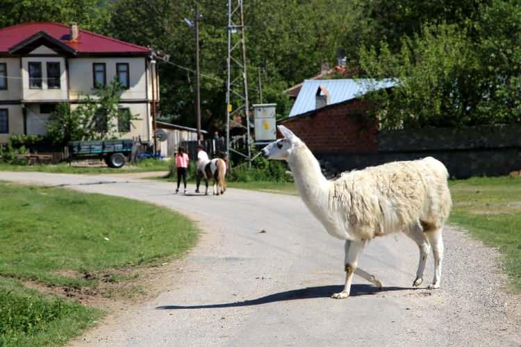 <p>Ana vatanı Güney Amerika olan lama "Pamuk", Daday ilçesi Boyalılar köyündeki at çiftliğinde yaşıyor. Yoldan geçenler, çiftliğe gelenler ve köy sakinlerinin yoğun ilgi gösterdiği lama, bölgede özgürce dolaşıyor. </p>
<p> </p>