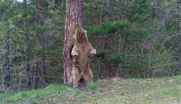 Sarıkamış ormanında ayıların kaşınma anlarını görüntülediler