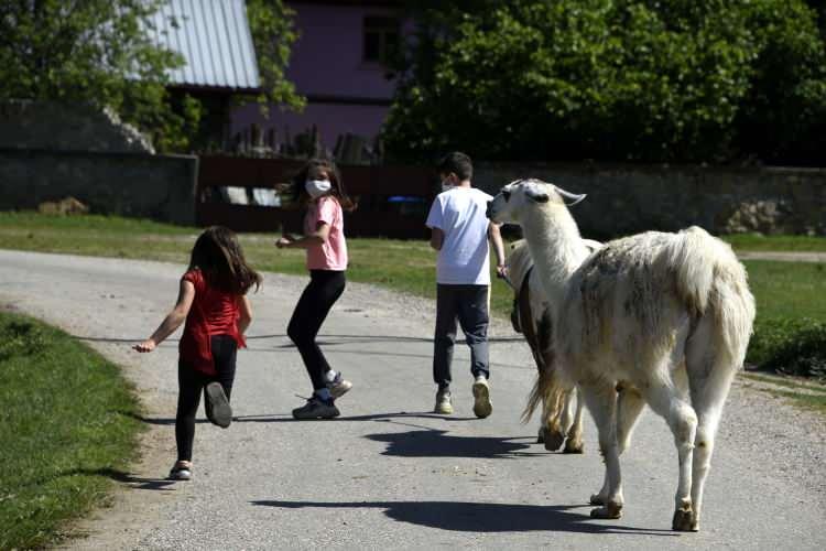 <p>At çiftliğine gelenlerden Erdi Varisoğlu da izin günlerini değerlendirmek için yola çıktıklarını belirterek, "Yol kenarında lamayı gördük. Bir çiftlik olduğu için geldik, çayımızı içtik. Lama kendisini sevdiriyor ama fazla yaklaştırmıyor. Türkiye'de birçok yer gezdim, ilk kez bir lama gördüm." diye konuştu. </p>
<p> </p>