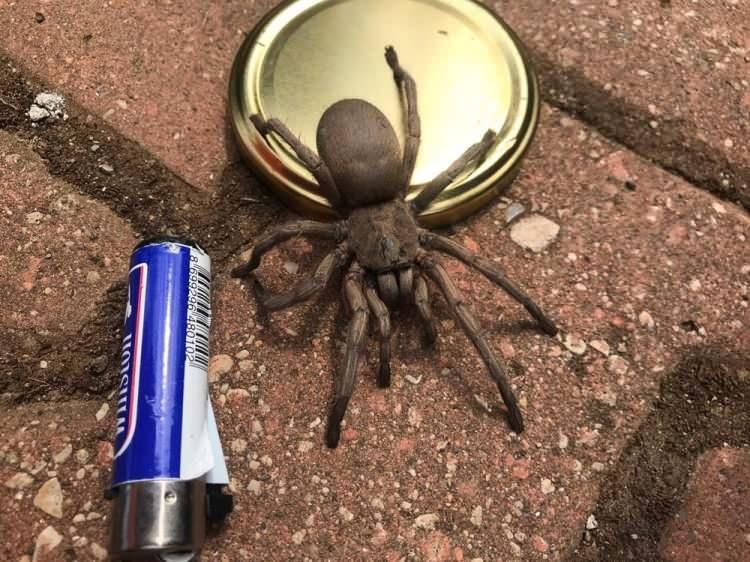 <p>Osmaniye'de, Amanos Dağları eteklerindeki &Uuml;r&uuml;n Yaylası'nda bulunan bir eve giren dev &ouml;r&uuml;mcek, panik ve korkuya neden oldu.</p>

<p>&nbsp;</p>
