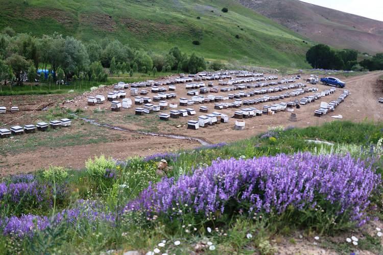 <p>Trabzon, Rize ve Ordu'dan kente gelen arıcılar, kovanlarıyla zengin bitki &ouml;rt&uuml;s&uuml;ne sahip 2 bin rakımlı yaylalara yerleşti.</p>

<p>&nbsp;</p>
