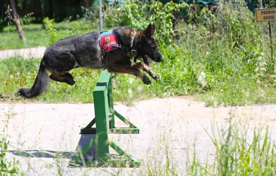 <p>Bel, köpeklerin icra ettikleri görevde insan gücünden ve zamandan tasarrufla kendilerine maddi konularda büyük kolaylık sağladığına işaret ederek, "Ayrıca potansiyel suçlar üzerinde psikolojik caydırıcılık sağlarlar. Değerli dostlarımızla 7/24 halkımızın emrindeyiz." ifadesini kullandı. </p>

<p> </p>
