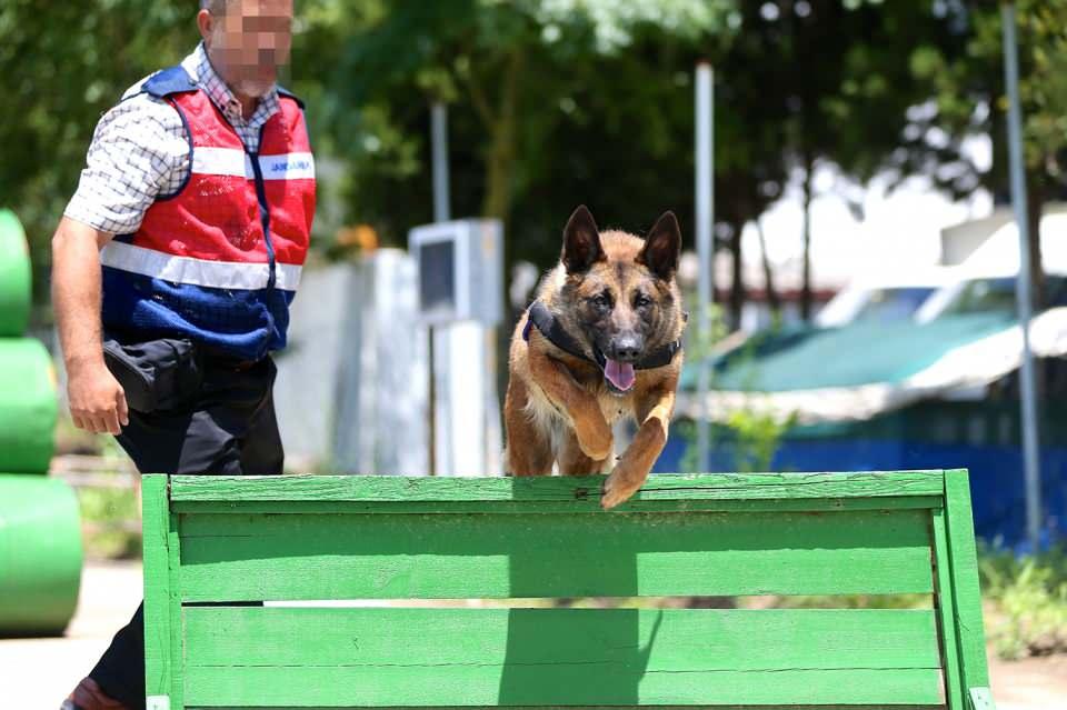 <p>Her an göreve hazır olmaları için Sakarya Jandarma Komutanlığı bünyesindeki parkurda günlük eğitimden geçen dedektör köpekler, katıldıkları operasyonlarda keskin koku alma yetenekleriyle kaçakçılara ve suçlulara göz açtırmıyor. </p>
<p> </p>
