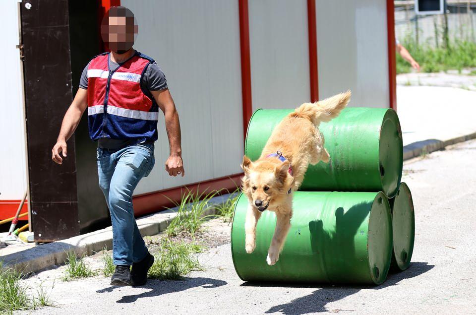 <p><strong>"40 insanın yarım saatte yapacağı işi 5-10 dakikada yapıyor"</strong></p>
<p>JAKEM'de 14 hafta süren branş eğitiminden geçen uyuşturucu arama köpeklerinin daha sonra kıtalarda görevlendirildiğini belirten H.Y, şöyle devam etti:</p>