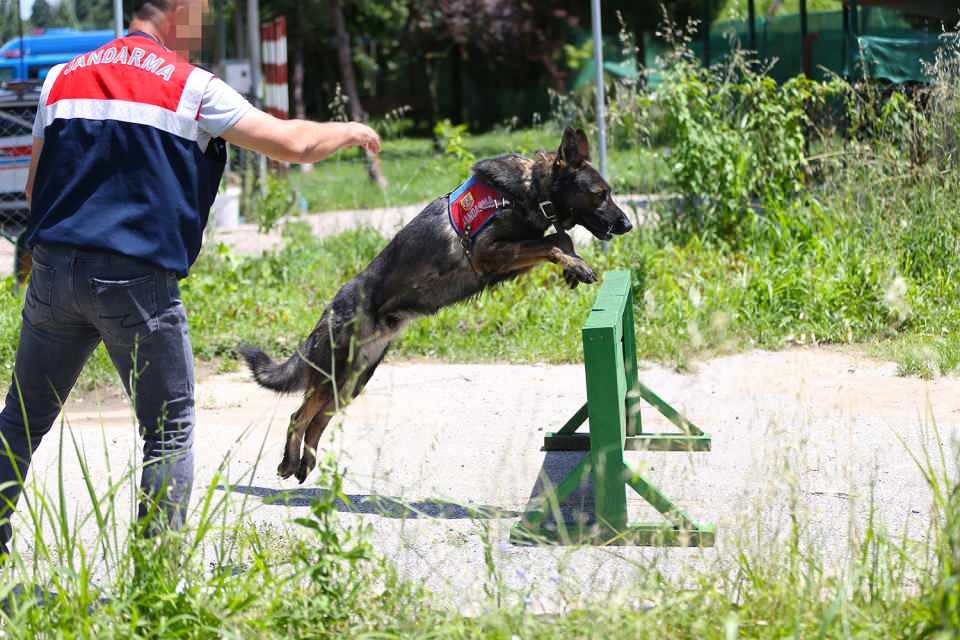 <p>Eğitimli köpeklerin doğuştan var olan içgüdüsel üstün yetenekleri sayesinde jandarma teşkilatının en büyük yardımcısı olduğunu vurgulayan Bel, "Bugünün şartlarında üstün teknolojiye rağmen köpeklerimizin suç ve suçluyla mücadelede tercih edilmesinin nedeni, köpeklerimizin var olan bu içgüdüsel özellikleridir. İl Jandarma Komutanlığı olarak sorumluluk alanımızda halkımızın huzurlu ve güvenli ortamda yaşamını sağlayabilmek için biz de bu imkanlardan faydalanmaktayız." diye konuştu. </p>
<p> </p>