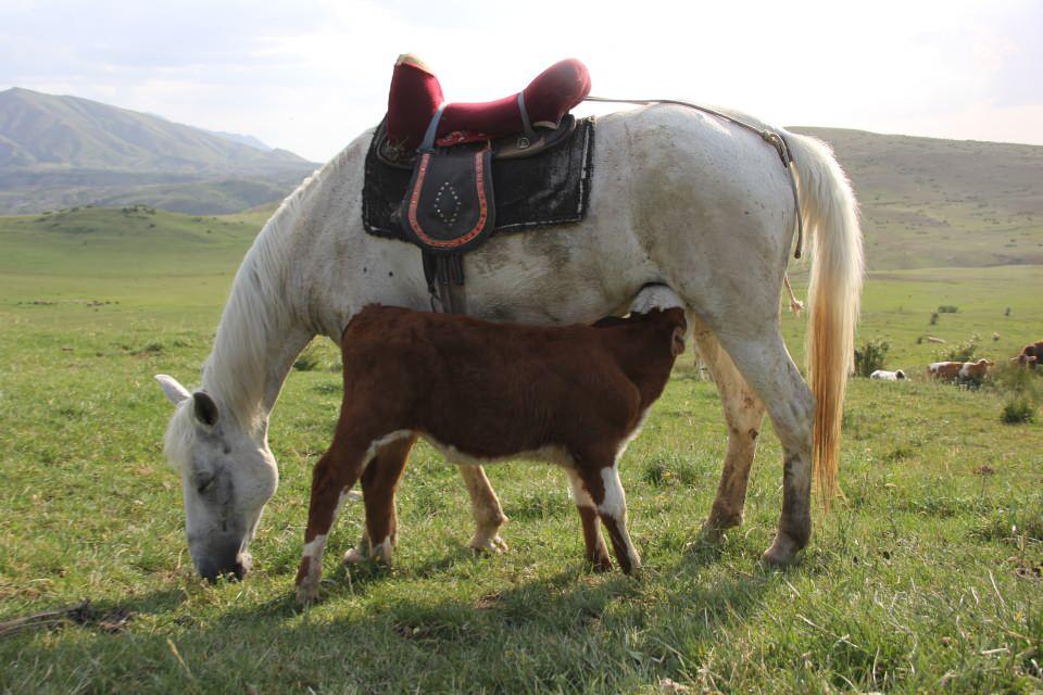 <p>Abdullah Solak, AA muhabirine yaptığı a&ccedil;ıklamada, Dana 40 g&uuml;nl&uuml;kken annesinin yaylada kurdun saldırısına uğrayarak telef olduğunu anlattı.</p>

<p>&nbsp;</p>
