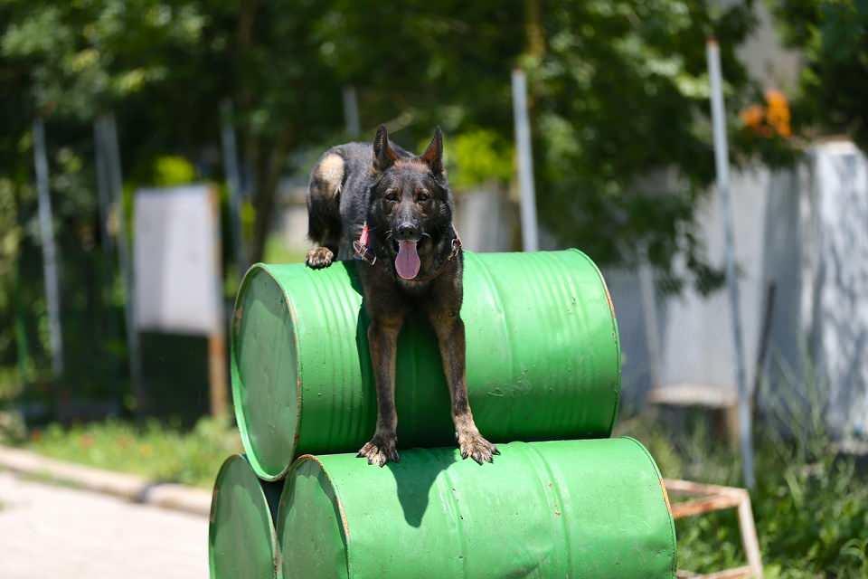 <p>Günlerinin çoğunu ailelerinden çok köpekleriyle geçiren eğitmenler, suçluların korkulu rüyası olan köpekleriyle adeta "baba-çocuk" ilişkisi yaşıyor.</p>

<p> </p>
