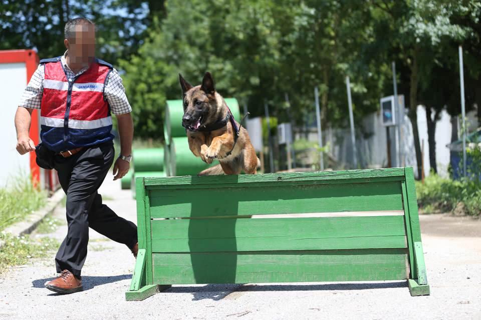 <p>Nevşehir'de Jandarma At ve Köpek Eğitim Merkezinde (JAKEM) zorlu eğitimden geçtikten sonra Türkiye'nin çeşitli bölgelerinde görevlendirilen narkotik köpekleri "Şila", "Biba (Rüzgar)" ve "Çita", bomba arama köpeği "Gerçek" ve arama kurtarma köpeği "Oje", şimdiye kadar çok sayıda uyuşturucunun ele geçirilmesi ve patlayıcının tespitinde önemli rol oynadı. </p>
<p> </p>