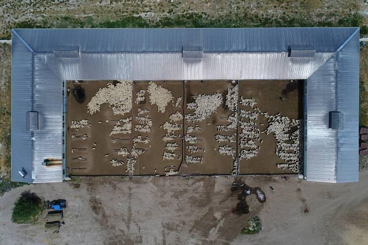 <p><strong> Malya Tarım İşletmesi (Kırşehir)</strong></p>
<p>İşletmede, akkaraman ve malya ırkları ile koyunculuk faaliyeti sürdürülüyor. Geçen yıl 10 bin 40 küçükbaşa ev sahipliği yapan işletmede, 5 bin 35 baş anadan 6 bin 250 baş kuzu yetiştirildi.</p>