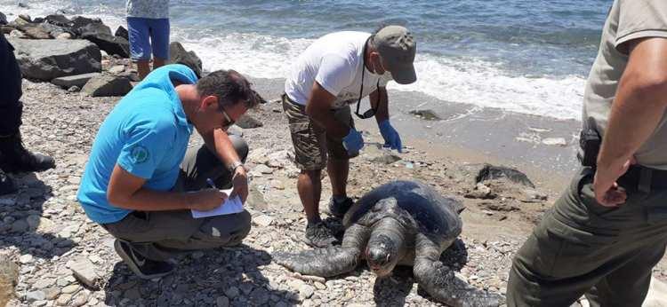 <p>Kuşadası ilçesinin Güzelçamlı Mahallesi sahillerinde denizden çıkarılan erkek yeşil deniz kaplumbağasının inceleyen Ekosistemi Koruma ve Doğa Severler Derneği, kaplumbağada herhangi bir yara ve kesi izine rastlamadı.</p>

<p> </p>
