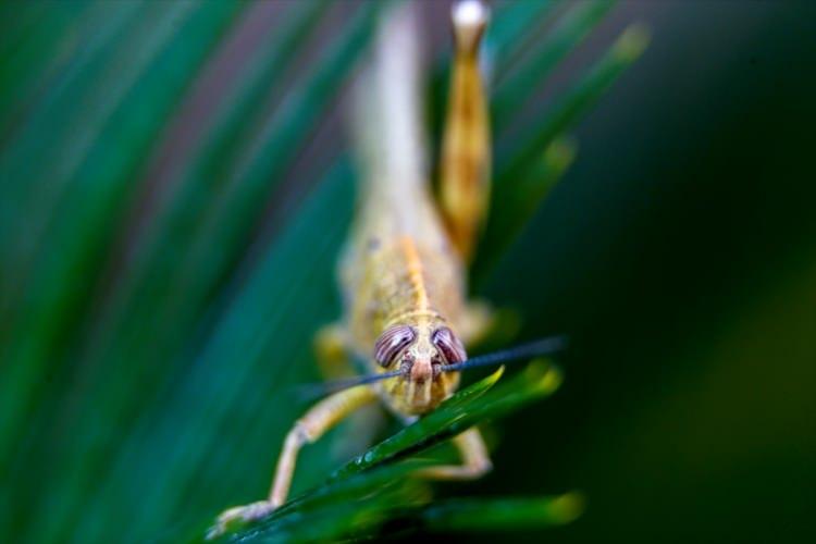 <p>Yaz aylarında tarlalarda kendini gösteren, ürünlere verdikleri zarar dolayısıyla üreteciler tarafından istenmeyen böcekler ilan edilen çekirgeler zıplama özellikleriyle bilim adamları tarafından da yakından inceleniyor.</p>
