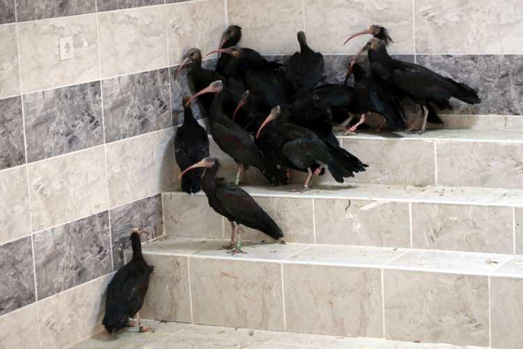 <p>Geçen yıl 25 yavruyla kafeslere dönen kelaynaklarda bu yıl ilk gün 40 yavruya ulaşıldı. Yaklaşık 10 gün daha devam etmesi beklenen dönüşlerle yavru sayısının daha da artması bekleniyor.</p>

<p> </p>
