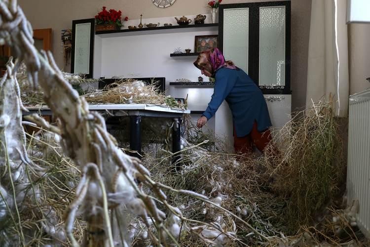 <p>Elazığ'da ipek böceği yetiştiriciliği yapan Şule Gül, "besleme evi" olarak kullanmayı planladığı yerin depremde ağır hasar görmesi üzerine ailesinin desteğiyle yaşadıkları dubleks evde ipek böceği yetiştiriciliği yapmaya başladı. </p>

