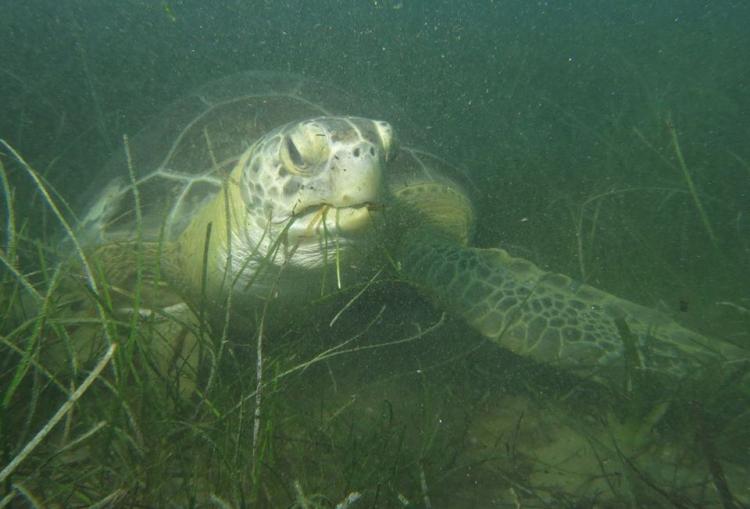 <p>Bugüne kadarki en büyük boyutta erkek yeşil deniz kaplumbağası karaya vurmuş halde bulundu.</p>

<p> </p>
