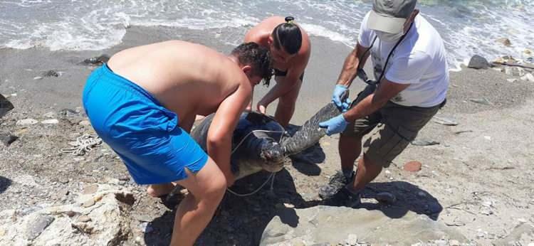 <p>Kaplumbağalar ise plastik kirliliği ve denizel atıkların deniz canlılarına olan etkilerinin araştırılması için Dalyan'da bulunan Deniz Kaplumbağaları Araştırma Kurtarma ve Rehabilitasyon Merkezi'ne (DEKAMER) gönderileceği belirtildi.</p>

<p> </p>
