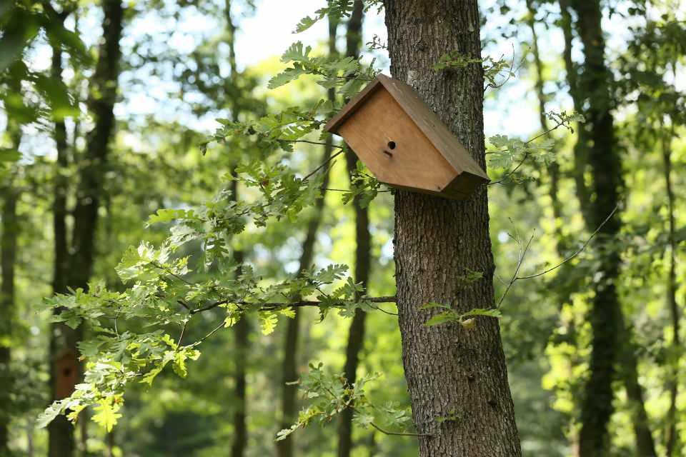 <p>Kocaeli'de Avrupa'nın en büyük doğal yaşam parkı Ormanya'da, ziyaretçiler, oluşturulan kuş gözlem alanı ve park içine yerleştirilen yuvalar sayesinde yaban hayatına "misafir" oluyor.</p>
