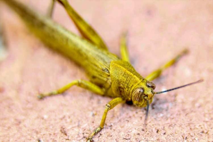 <p>Böcek dünyasının en atletik canlılarından biri olması dolayısıyla, akrobat böcekler olarak da anılan çekirgeler, petek gözleriyle dikkati çekiyor. </p>

<p> </p>
