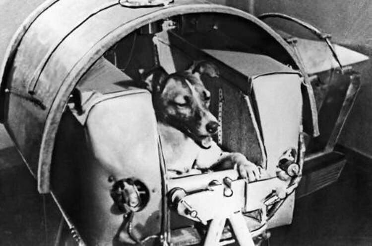 <p>Laika<br />
<br />
Dünyanın yörüngesine ilk kez 1957 yılında bir canlı gönderildi.</p>
