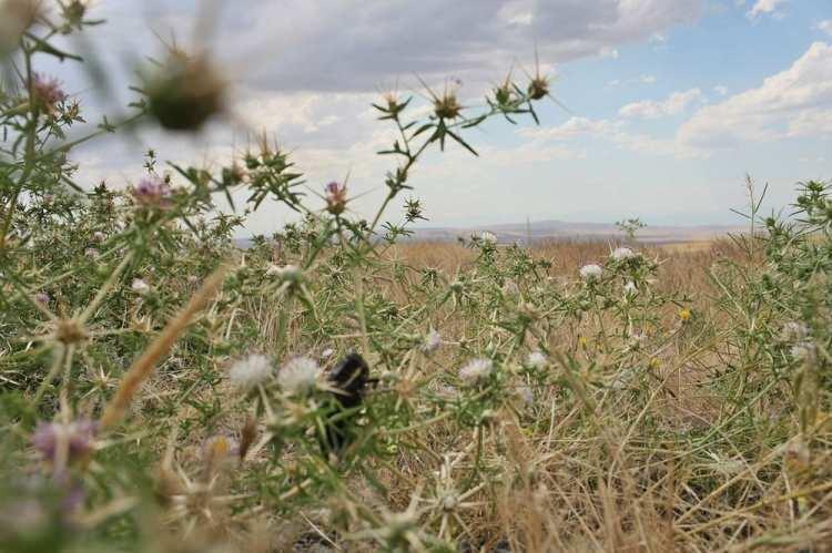 <p>Diğer çalışmalarda ise Gaziantep'te de yayılış gösterdiğini bir hocamız tarafından biliyoruz. 2017 yılında yine Mustafa Ünal hocamız, bu türün Dünya Doğa ve Doğal Kaynakları Koruma Birliği'ne Kırmızı Liste'ye alınması için bir öneride bulunmuştu. </p>
