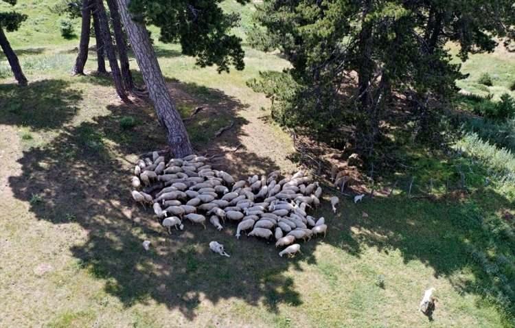 <p>Dağdaki yaylaların çoğunluğunun Beyşehir ilçe sınırlarında kaldığına işaret eden Büyükkafalı, "Buralara Antalya'dan gelen çok oluyor. Bahar aylarında ilgi çekiyor. Dernek programı kapsamında doğa yürüyüşü programları düzenliyoruz. Bu programlar, ilgi görmesinin yanı sıra çok da seviliyor. Muhteşem ve kıymetli yaylalarımız var" diye konuştu.</p>
<p> </p>
